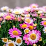 Chrysanten- en violenverkoop Zonnebloemafdeling Bergharen